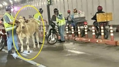 Giao thông rối loạn vì… con bò thong dong đi vào hầm vượt sông Sài Gòn