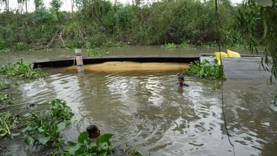Ghe chở lúa lật ngang, hàng chục tấn lúa chìm dưới kênh