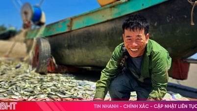 Ngư dân phấn khởi vì trúng đậm cá trích, thương lái tấp nập thu mua