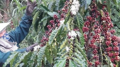 Lý do khiến giá cà phê cả trong nước và quốc tế bật tăng liên tiếp