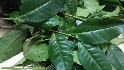 Ra chợ thấy 6 thực phẩm này nên mua ngay, đây đều là siêu thực phẩm thải độc gan cực tốt, làm nhiều món ngon mà ít người biết