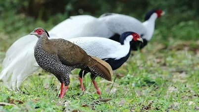 Gà lôi trắng dễ nuôi, dễ nhân giống, vì sao phải đưa vào danh mục nguy cấp?