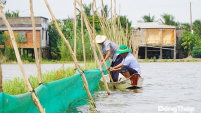 Nông dân Đồng Tháp khởi động mô hình nuôi trữ cá mùa nước nổi