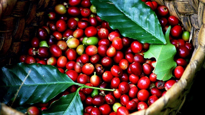 Cà phê đạt mức 111.600 đồng/kg, xác lập đỉnh mới trong ngày 15-8