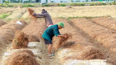 Nhà nhà lên rừng nhặt lá thông, phủ kín các cánh đồng hành tăm tại Nghệ An