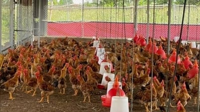 Hai giống gà nuôi an toàn sinh học được thị trường ưa chuộng