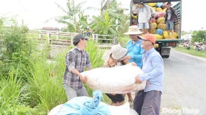 Giá lúa tiếp tục giảm, nông dân thêm khó
