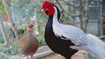 Gần 10 triệu đồng một cặp gà lôi trắng