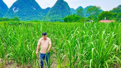 Nông dân thoát nghèo, làm giàu bền vững từ cây mía - Báo Cao Bằng điện tử