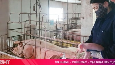 Dịch tả lợn châu Phi lan rộng, trang trại lợn giống lao đao