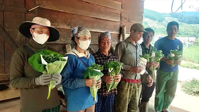 Đề nghị khoanh nợ, gia hạn nợ cho hộ nghèo có vườn sâm bị bão tàn phá