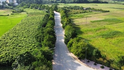Rặng duối cổ thụ ở Tân Trào
