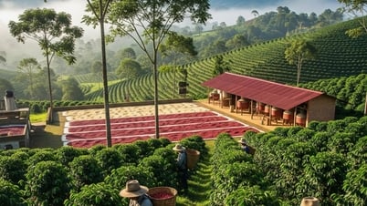 Giá cà phê hôm nay 16/8/2025: Thị trường đảo chiều, xuyên thủng mốc 115.000 đồng/kg