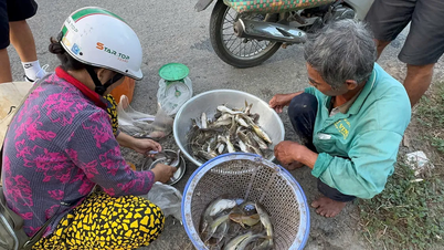 Nông dân miền Tây đón lộc vàng mùa nước nổi