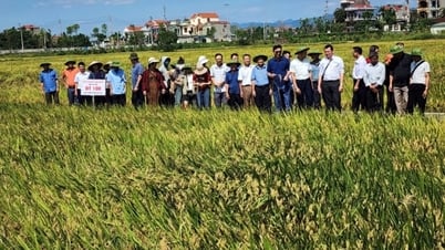Công ty CP Giống cây trồng Quảng Ninh: Chủ động dịch chuyển theo hướng tư duy kinh tế nông nghiệp