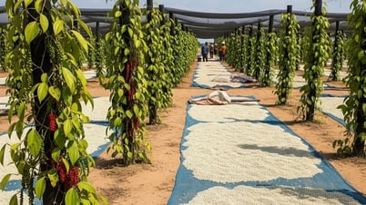 Giá tiêu hôm nay 16/8: Tăng 1.000 VNĐ/kg, giá tiêu Việt Nam nhảy vọt