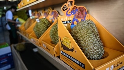 Trung Quốc tự trồng sầu riêng, gây bất ngờ về giá bán