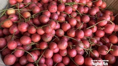 Mùa thu hái dâu da đỏ - đặc sản miền Tây Nghệ An