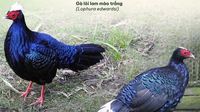 Hai loài gà lôi chỉ có tại Việt Nam, cực kỳ quý hiếm và sắp bị tuyệt chủng