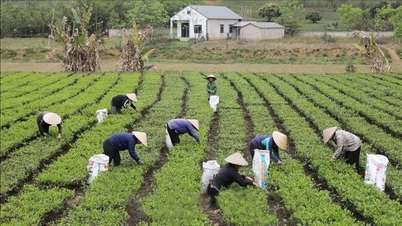 Xuất khẩu sụt giảm, chè Việt chinh phục thị trường nội địa
