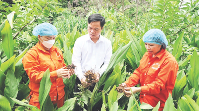 Làm giàu từ mô hình trồng nghệ