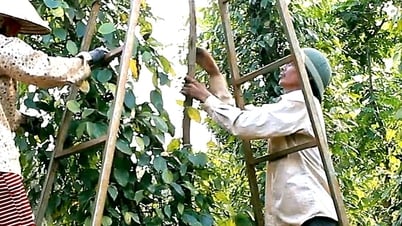 Doanh nghiệp xuất khẩu hồ tiêu lại gặp khó vì giấy chứng nhận