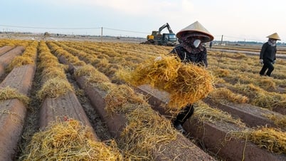 Làm gì với phụ phẩm nông nghiệp?