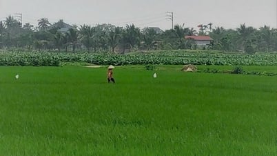 Hơn 95.000 ha lúa, cây rau màu vụ hè ở Hải Phòng an toàn sau mưa lớn