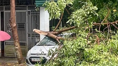 Cây đổ trên Quốc lộ 2 gây ách tắc giao thông