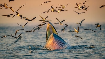 Cuộc thi ảnh thiên nhiên hoang dã không chấp nhận ảnh chỉnh sửa bằng AI
