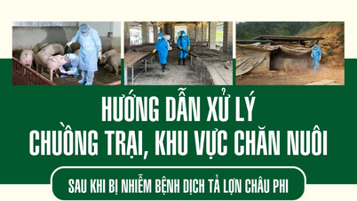 Hướng dẫn xử lý chuồng trại, khu vực chăn nuôi sau khi bị nhiễm bệnh dịch tả lợn châu Phi