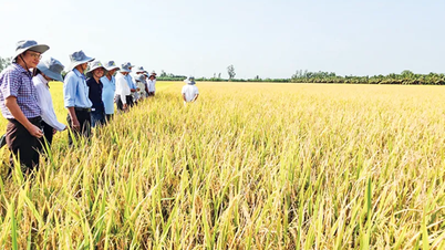 Phát triển trồng trọt giảm phát thải - Hướng đi bền vững trong bối cảnh biến đổi khí hậu