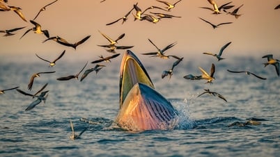 El concurso de fotografía de vida silvestre no acepta fotos editadas con IA