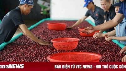 Xuất khẩu vào Mỹ bắt đầu khó, doanh nghiệp thận trọng từng đơn hàng