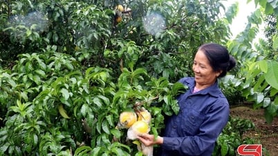 Muổi Nọi chuyển đổi cây trồng trên đất dốc