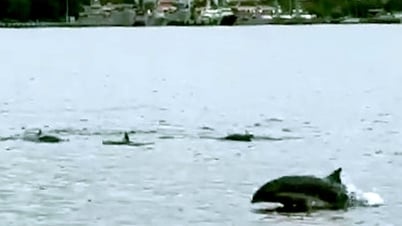 Đàn cá heo bơi lội tung tăng trên vùng biển Cam Ranh - Khánh Hòa