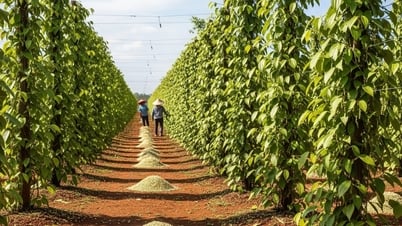 Giá tiêu hôm nay 17/8: Giá tiêu trong nước giữ vững đỉnh 143.000 đồng/kg sau đợt giảm nhẹ