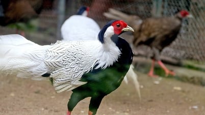 Ngắm gà lôi trắng tại Thảo cầm viên Sài Gòn