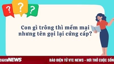 Con gì trông thì mềm mại nhưng tên gọi lại cứng cáp?