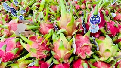 Lâm Đồng sẽ tổ chức Đại tiệc livestream thanh long vào ngày 19/8