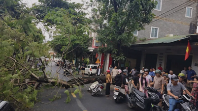 Một cây phượng bật gốc đè bẹp xe máy đang lưu thông