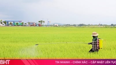Nông dân Hà Tĩnh bảo vệ lúa hè thu “thời điểm vàng”