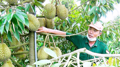 Ngọt thơm mùa quả chín