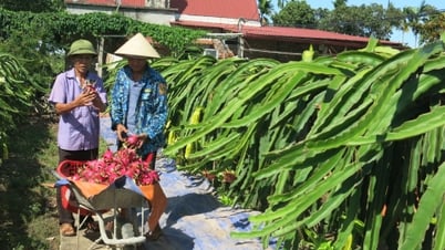Xã có nhiều hợp tác xã nhưng chưa mạnh