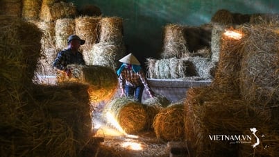 Đưa cơ giới hóa vào thu gom rơm cuộn sau gặt