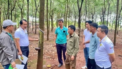 Phân bón 2Phong đồng hành với nông dân Bình Tân