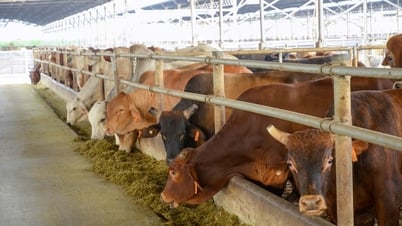 Hoa Phat lidera la importación de carne de res australiana; la producción en el primer semestre del año aumentó un 115%