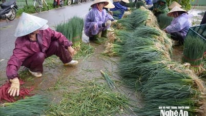 Thương lái chung tay cùng nông dân Nghệ An tiêu thụ rau thu hoạch non do ngập úng