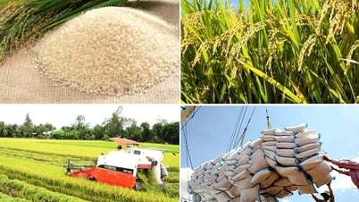 Nghiên cứu thông tin về giải pháp để gạo Việt giữ vị trí xuất khẩu thứ hai thế giới