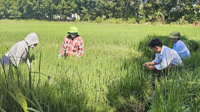 Nông dân Quảng Trị đối mặt nguy cơ mất mùa do sâu cuốn lá